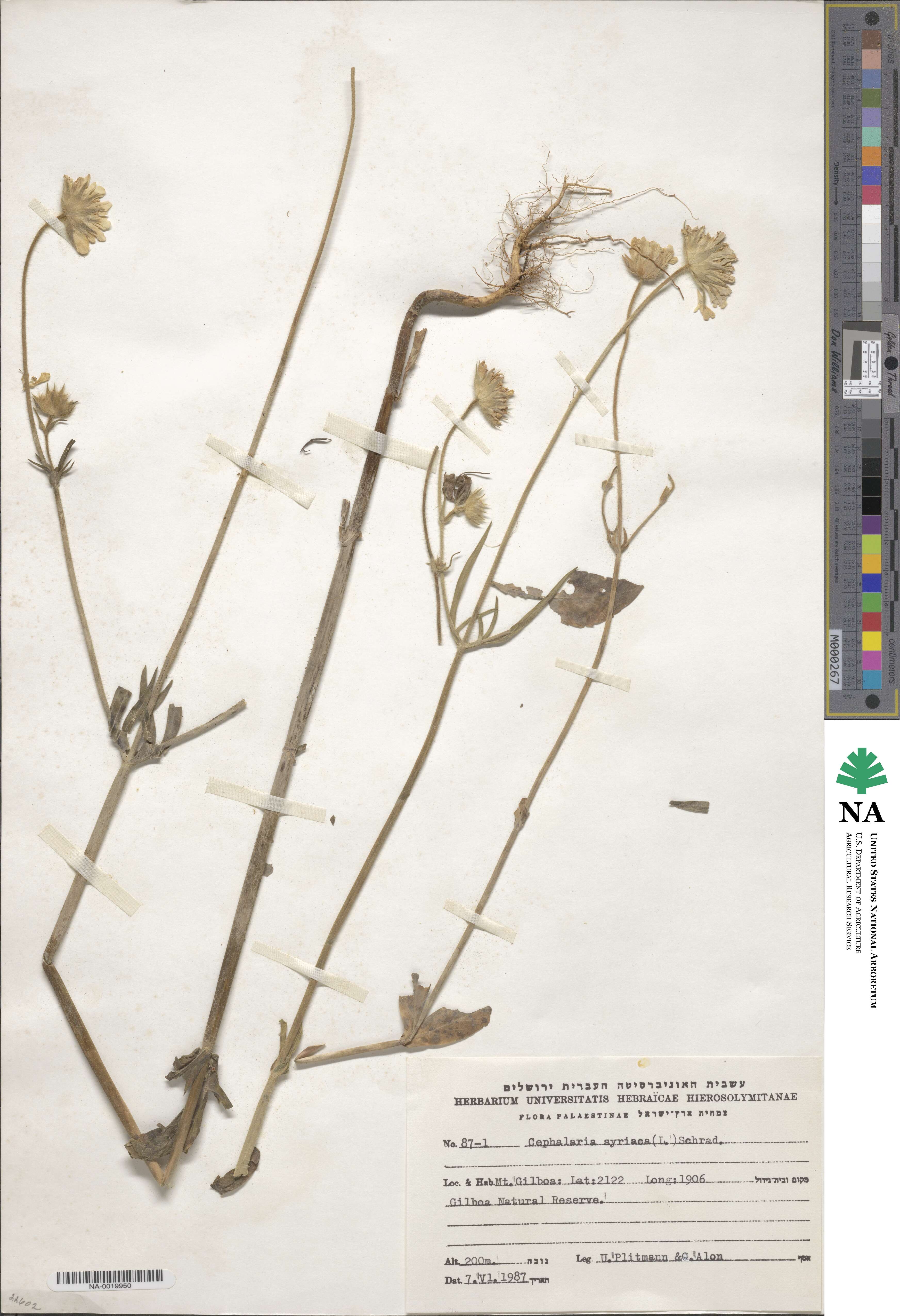 Cephalaria syriaca image