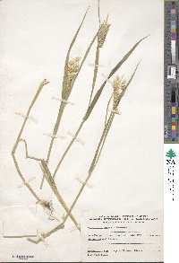 Phalaris aquatica image