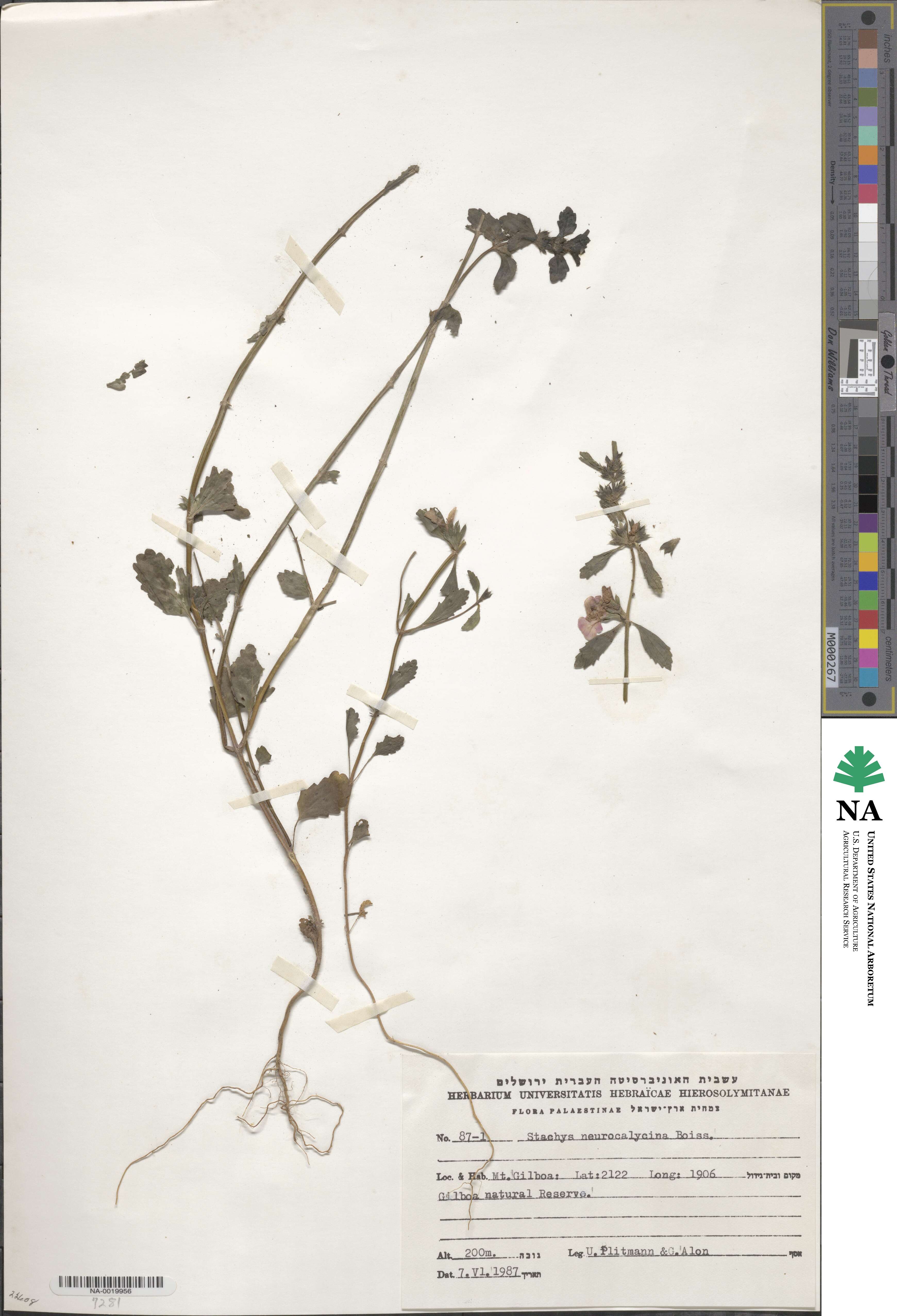 Stachys neurocalycina image