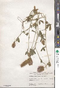 Trifolium purpureum image