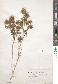 Trifolium stellatum image