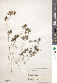 Trifolium campestre image