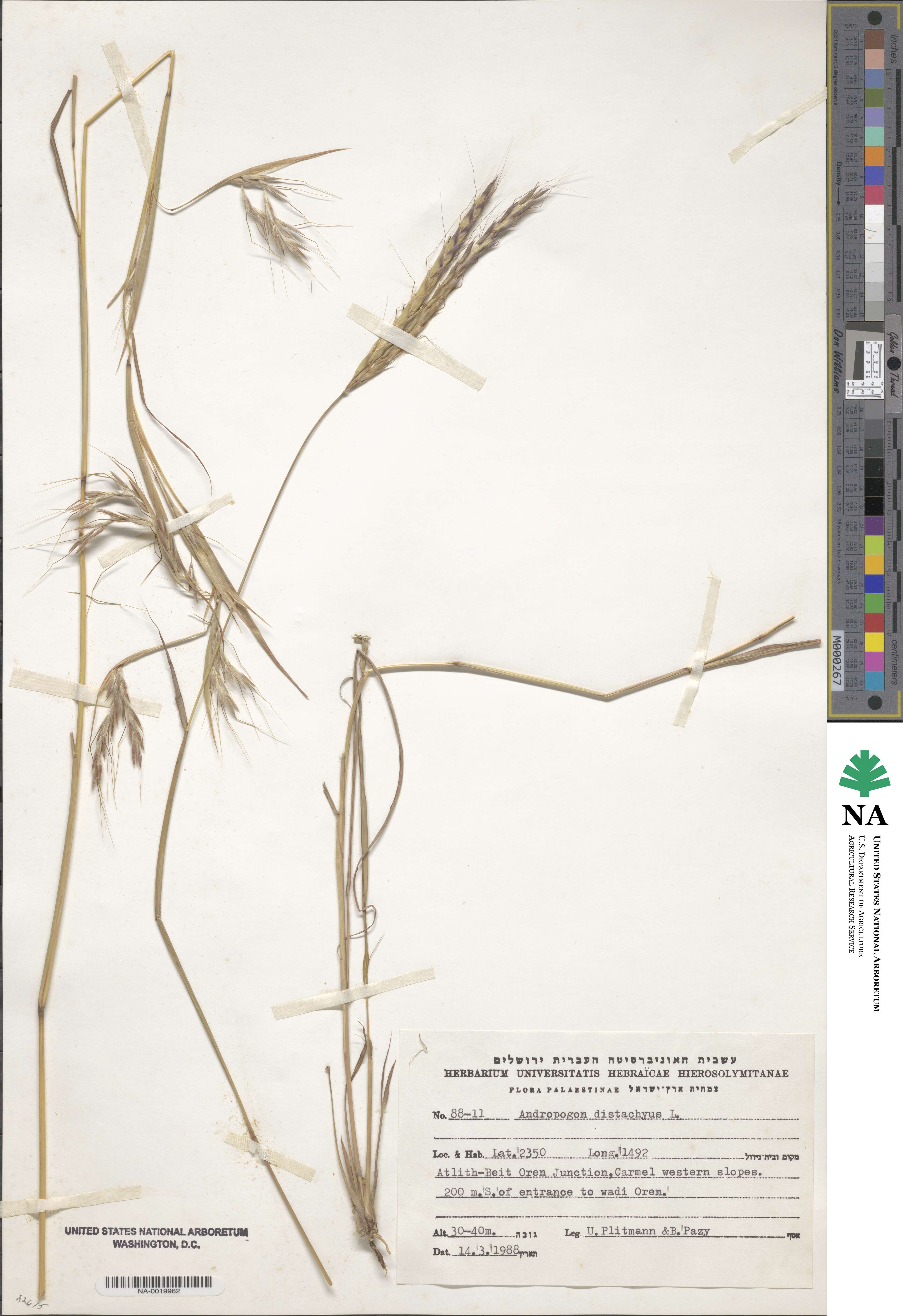 Andropogon distachyos image