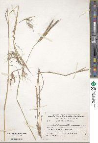 Image of Andropogon distachyos