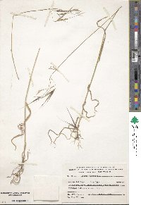 Image of Bromus madritensis