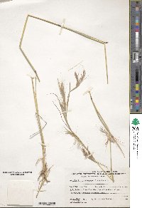 Andropogon distachyos image