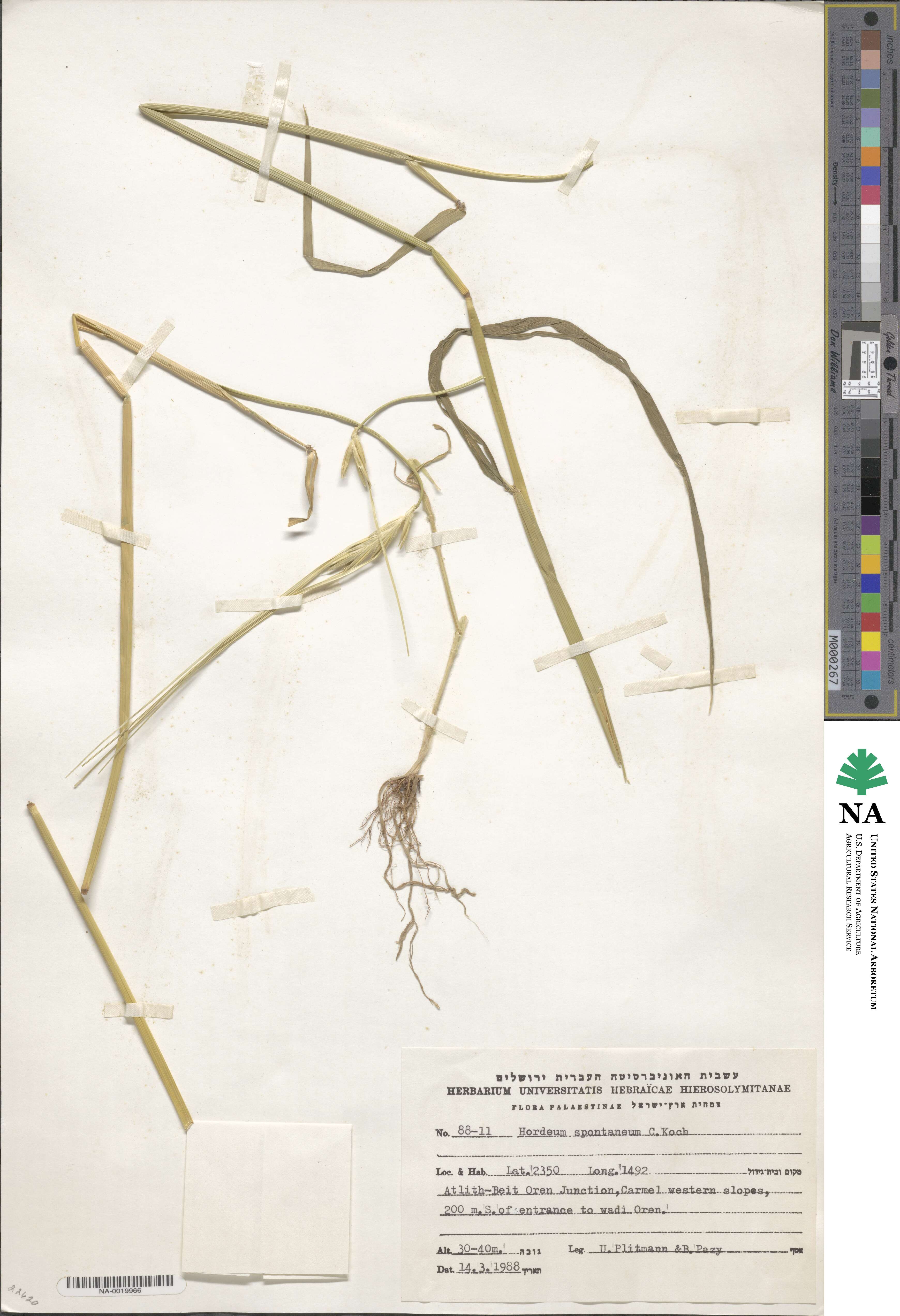 Hordeum spontaneum image