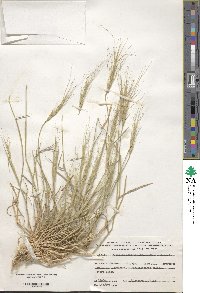 Aegilops peregrina image