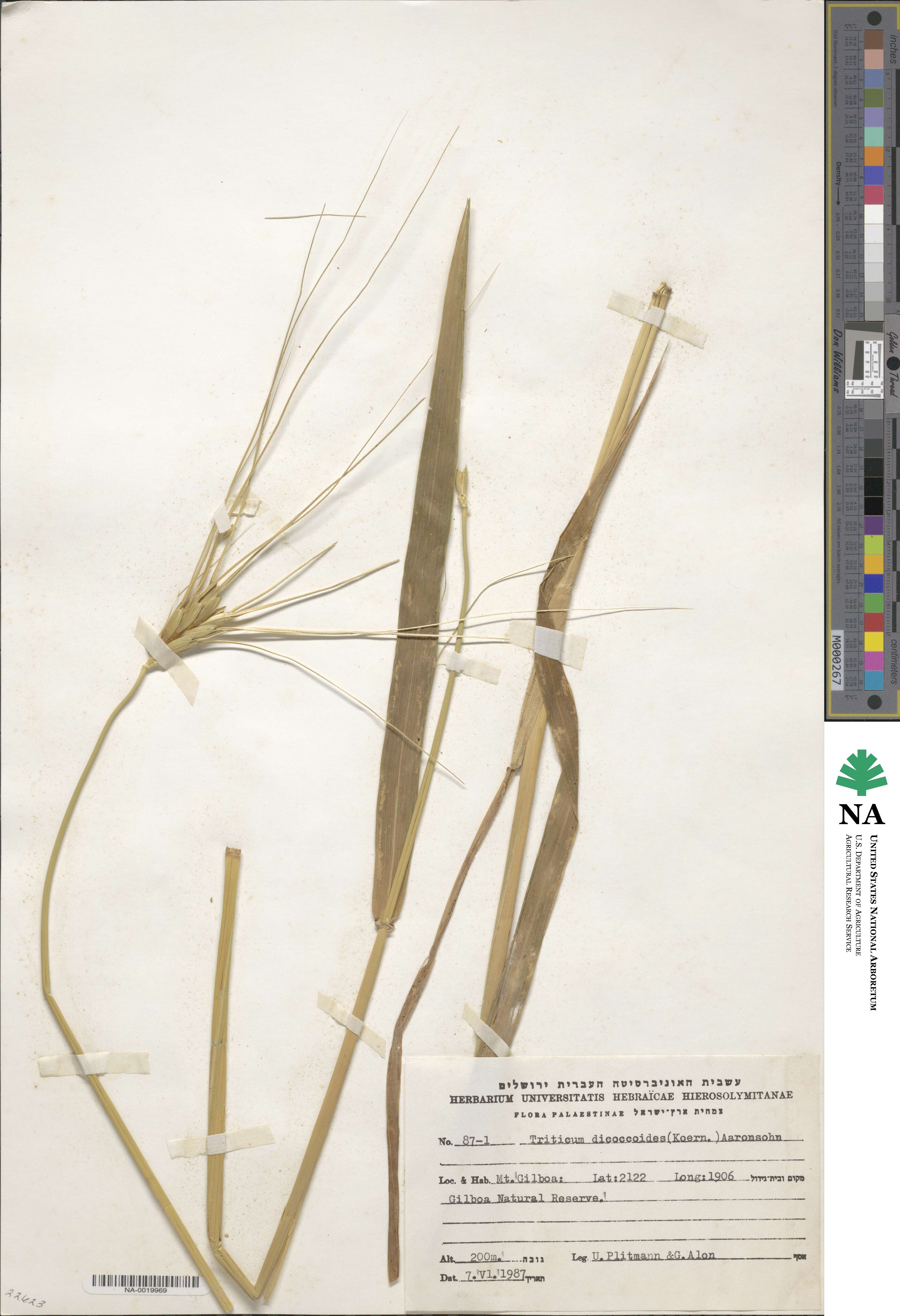 Triticum turgidum subsp. dicoccoides image