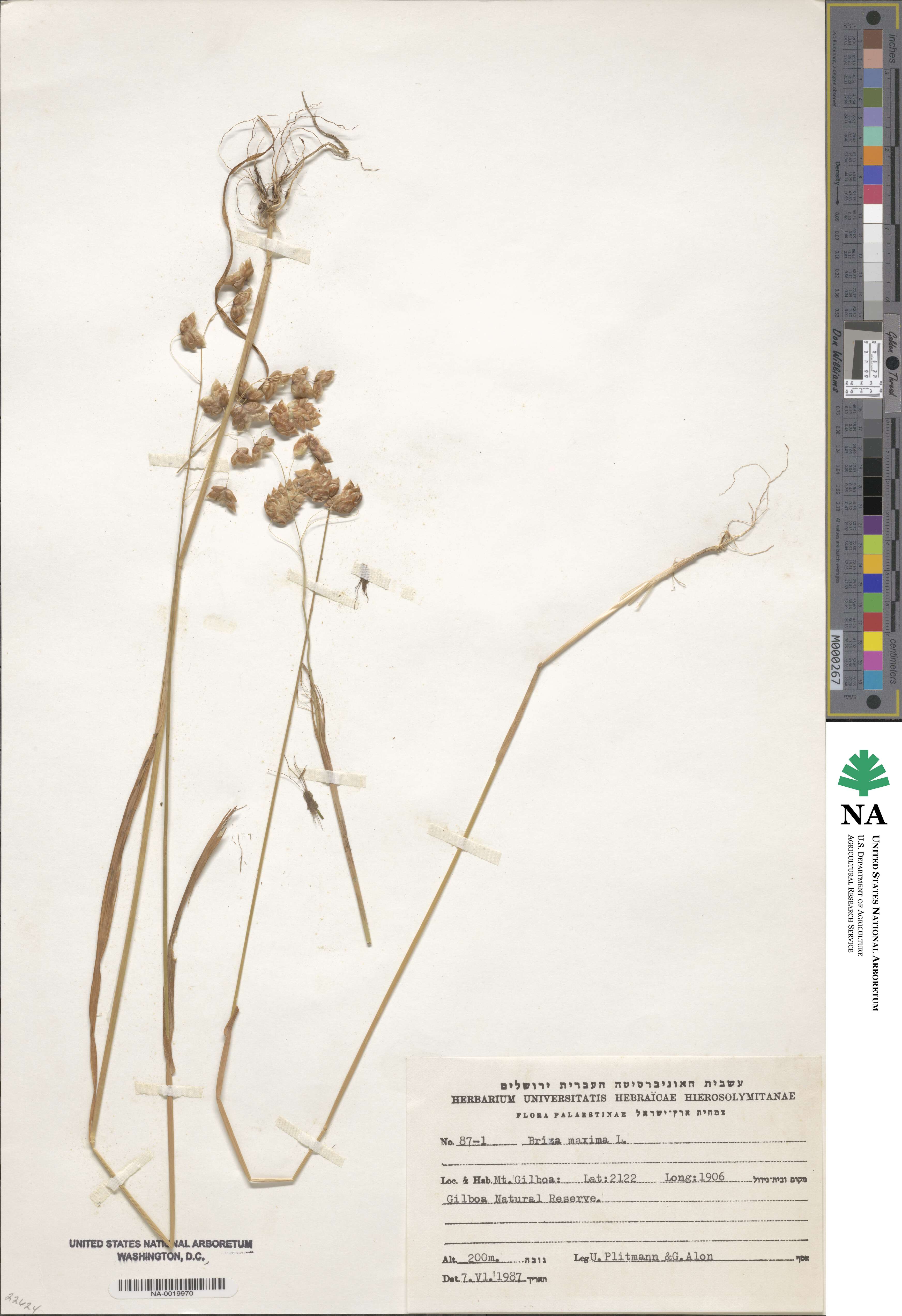 Briza maxima image