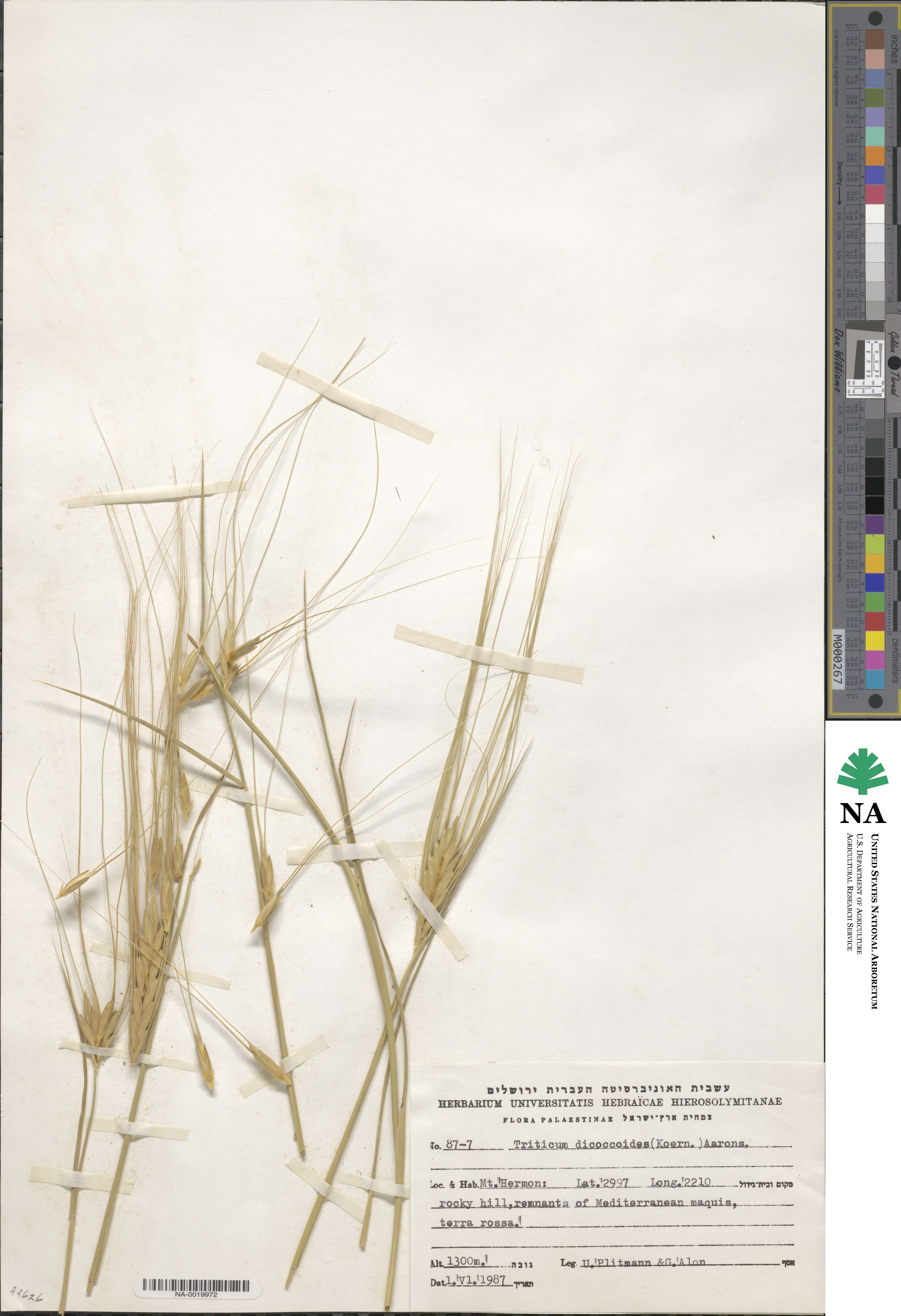 Triticum turgidum subsp. dicoccoides image