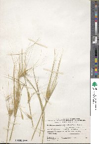 Triticum turgidum image