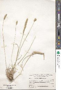 Dactylis glomerata image