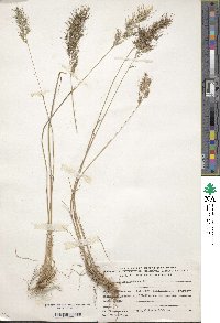 Image of Poa bulbosa