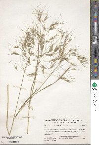 Bromus madritensis image