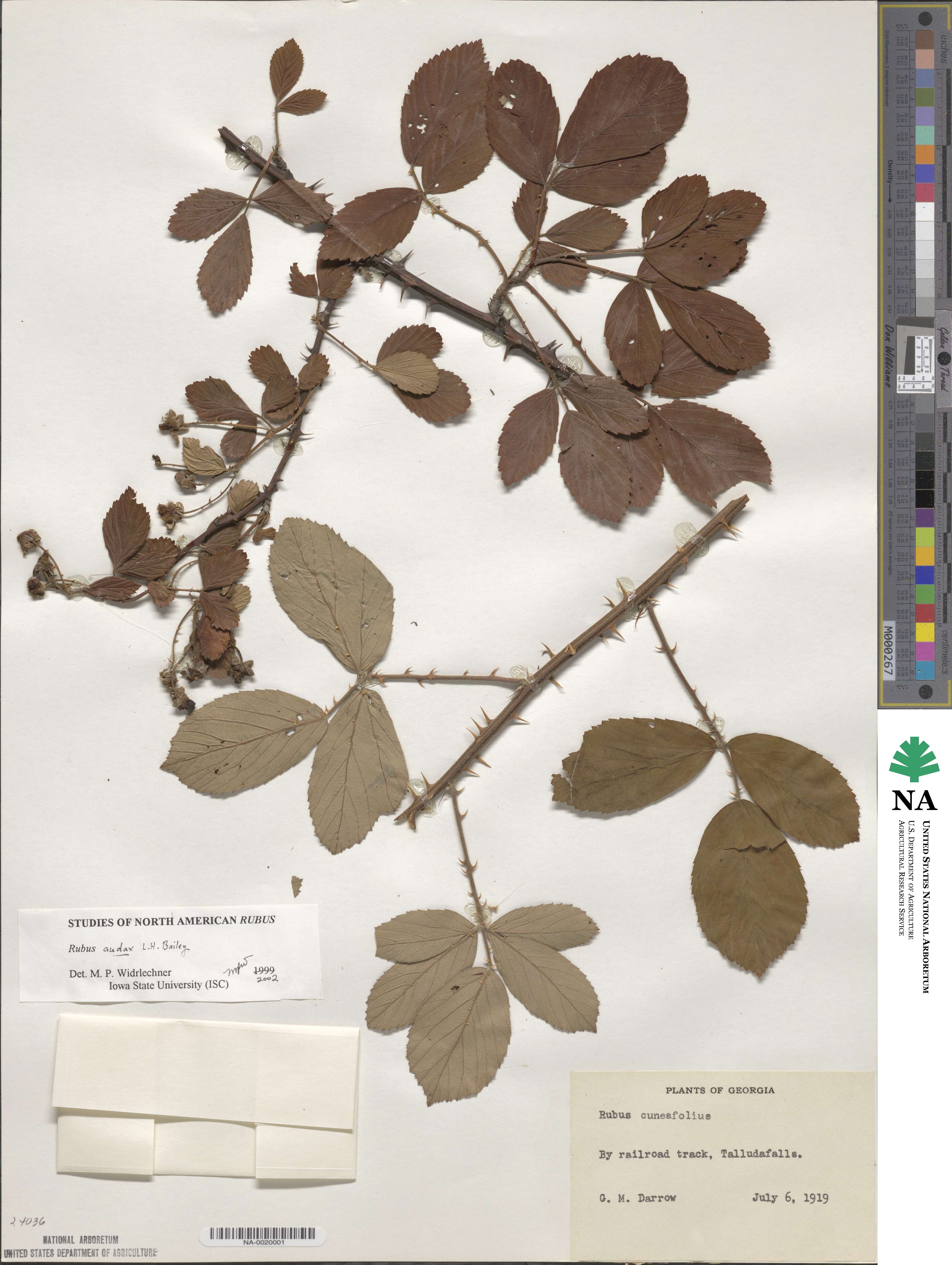 Rubus audax image