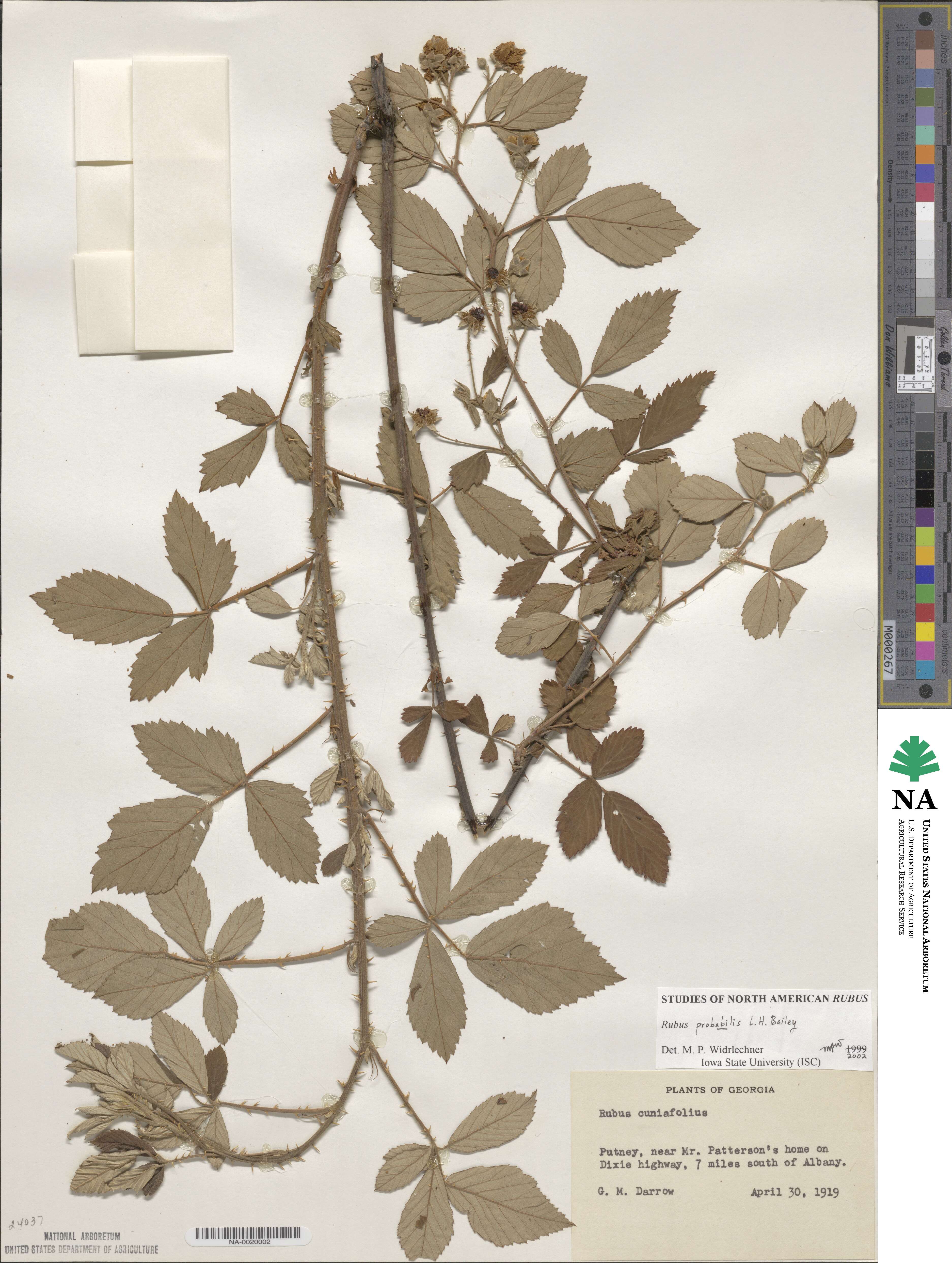Rubus probabilis image