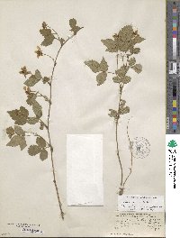 Rubus serratus image