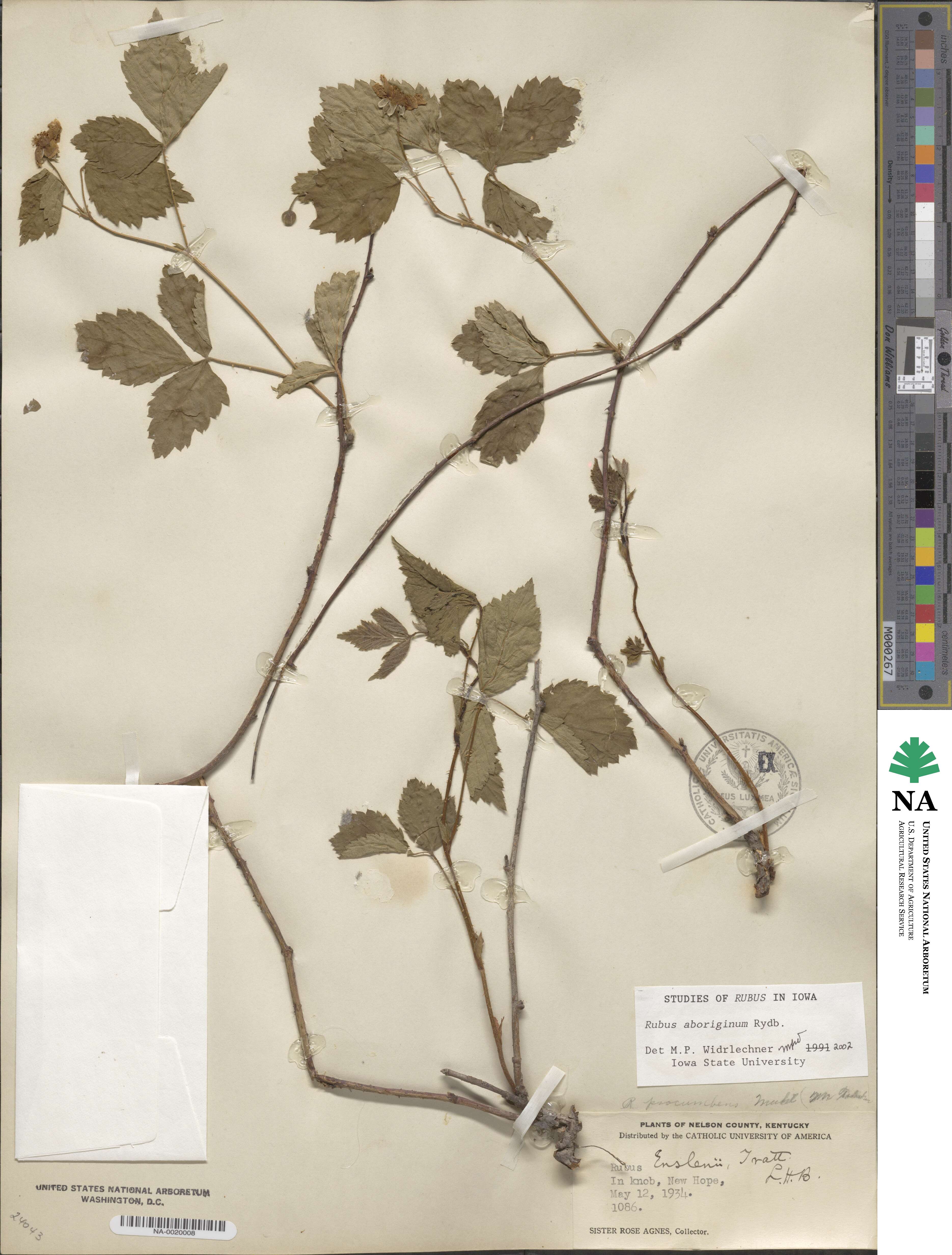 Rubus aboriginum image