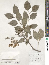 Syringa pubescens image