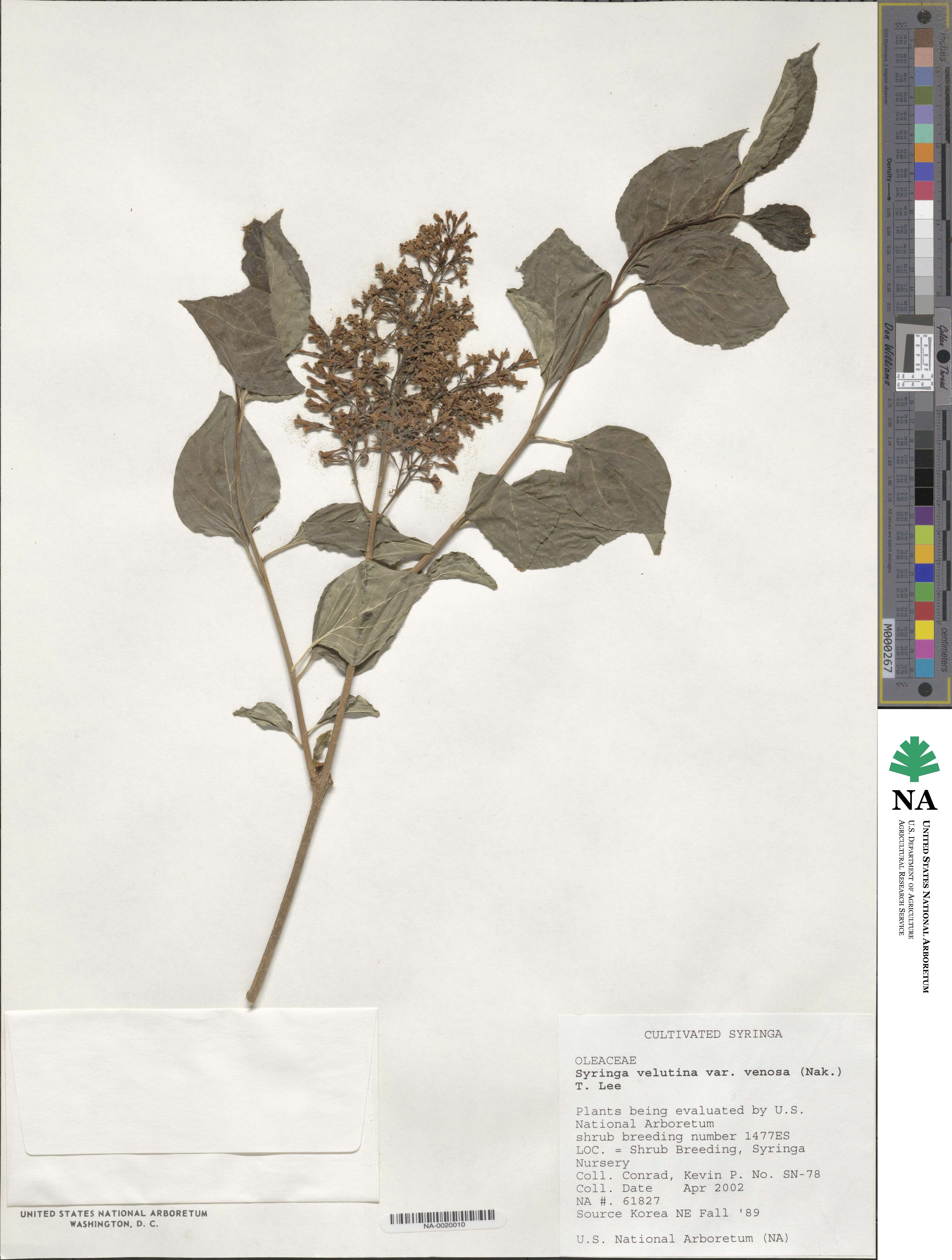 Syringa pubescens image