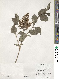 Syringa pubescens subsp. patula image