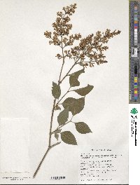 Syringa pubescens image