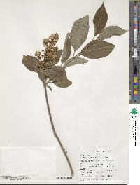 Syringa reticulata subsp. amurensis image