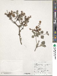 Syringa pubescens image