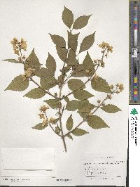 Philadelphus pekinensis image