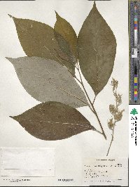 Pterostyrax hispidus image