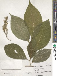 Pterostyrax hispidus image