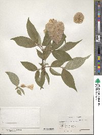 Dipelta floribunda image