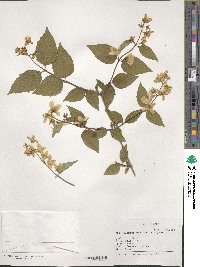 Philadelphus pekinensis image