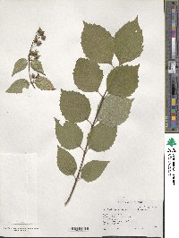 Philadelphus pekinensis image