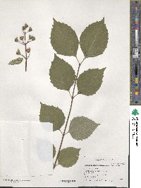 Philadelphus pekinensis image