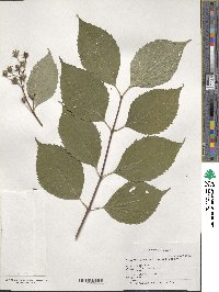 Philadelphus pekinensis image