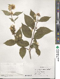 Philadelphus pekinensis image