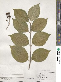 Philadelphus schrenkii image