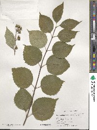 Philadelphus pekinensis image