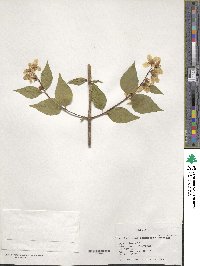 Philadelphus pekinensis image