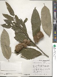 Castanea pumila image