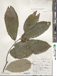 Castanea pumila image