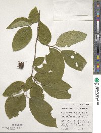 Stewartia ovata image