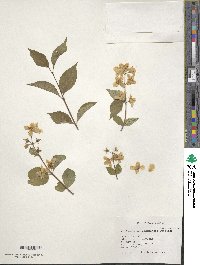 Philadelphus pekinensis image