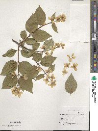 Philadelphus pekinensis image