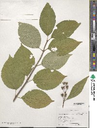 Philadelphus schrenkii image