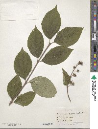 Philadelphus schrenkii image