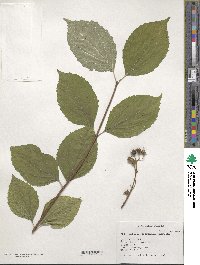 Philadelphus schrenkii image