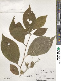 Pterostyrax hispidus image